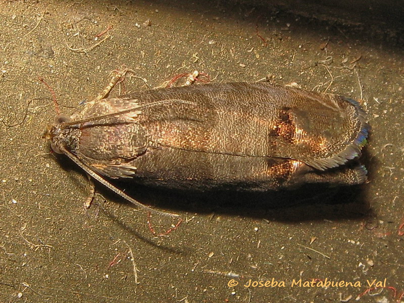 Cydia pomonella - Tortricidae